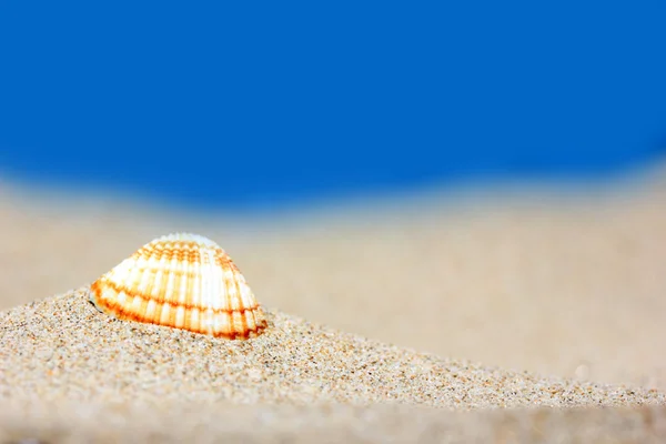 Seashell sulla spiaggia di sabbia — Foto Stock