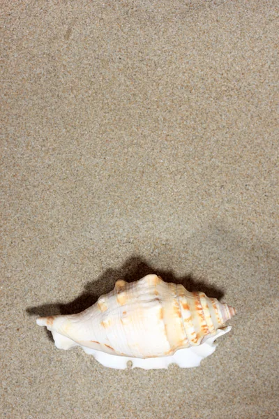 Seashell en la playa de arena —  Fotos de Stock