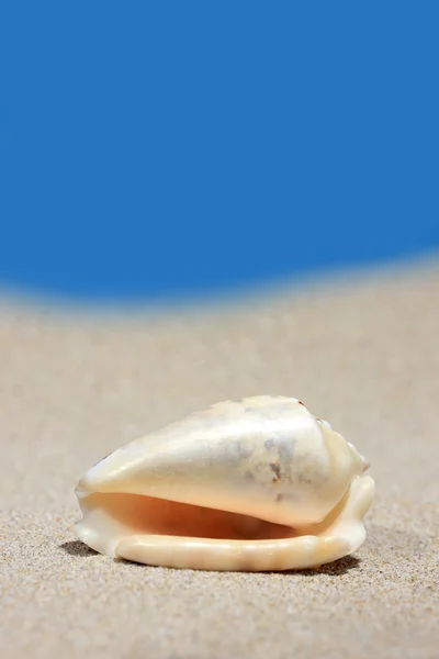 Seashell på sandstrand - Stock-foto