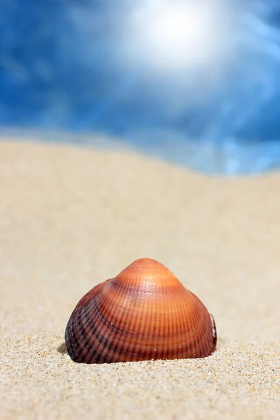 stock image Seashell on sandy beach