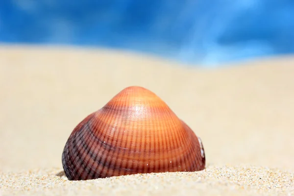 Раковины на песчаном пляже — стоковое фото