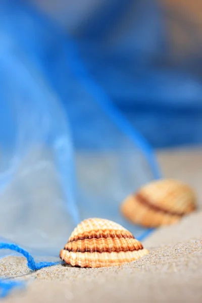 Морські мушлі — стокове фото