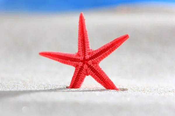 Κόκκινο Αστερίας στην άμμο — Φωτογραφία Αρχείου