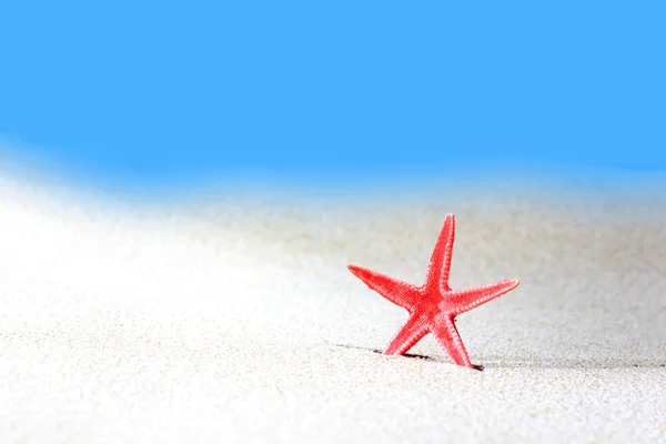 Červené hvězdice v písku — Stock fotografie