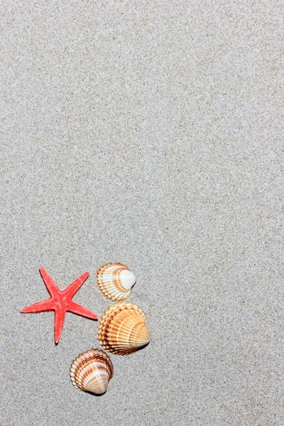 A homokos strand tengeri kagylókból — Stock Fotó