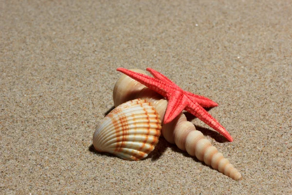 Seashells na praia de areia — Fotografia de Stock