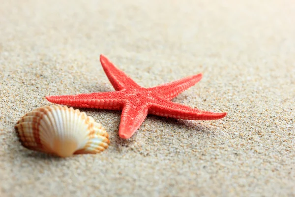 Seashells on sandy beach — Stock Photo, Image