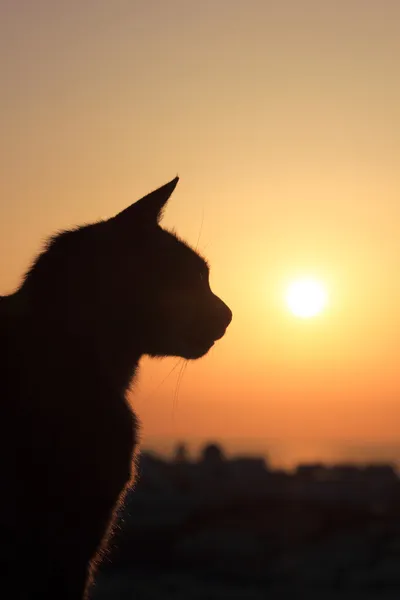 サントリーニ島イアの夕日猫 — ストック写真