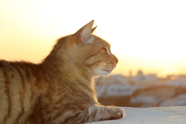 Cat at sunset in Oia Santorini — Stock Photo, Image