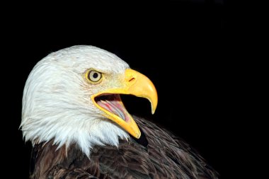 Portrait of an american bald eagle clipart