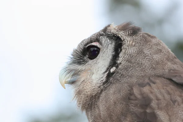 Norra såg - whet owl — Stockfoto