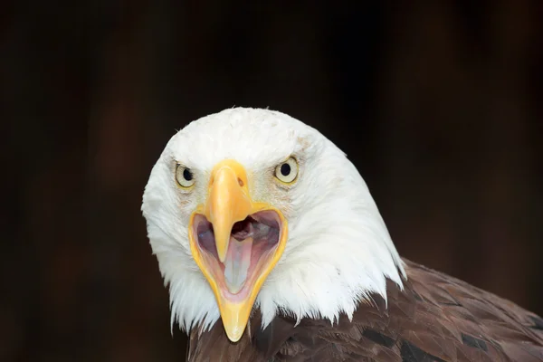 アメリカの白頭鷲の肖像画 — ストック写真