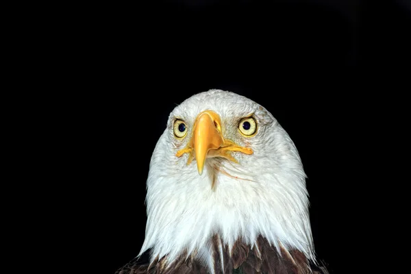 Portrait d'un pygargue à tête blanche américain — Photo