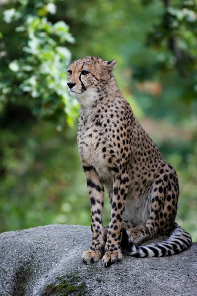 Närbild av en vacker gepard — Stockfoto