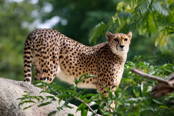 Close-up de uma bela Cheetah — Fotografia de Stock