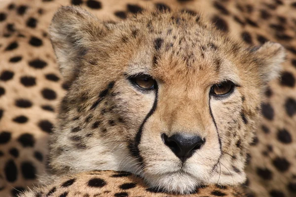 Primer plano de un guepardo hermoso —  Fotos de Stock