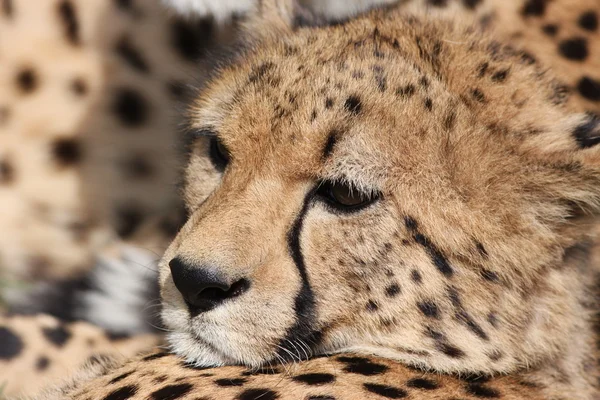 Närbild av en vacker gepard — Stockfoto
