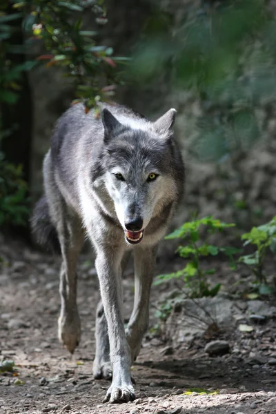 El lobo (Canis lupus ) —  Fotos de Stock