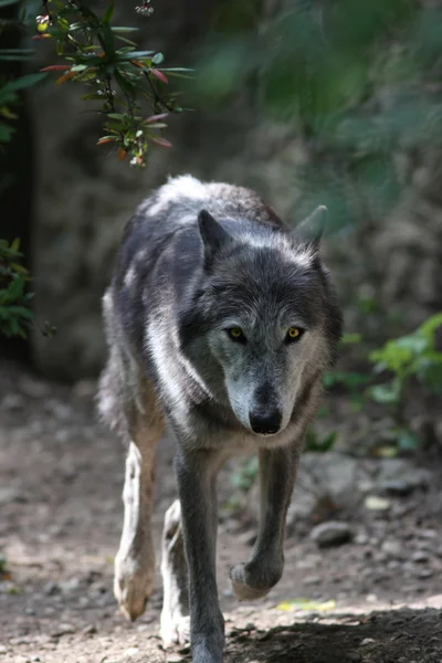 O lobo (Canis lupus ) — Fotografia de Stock