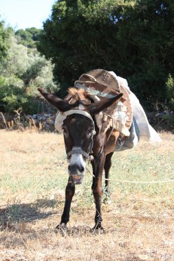 eşek yakın çekim