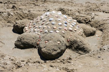 tortuga de arena en la playa