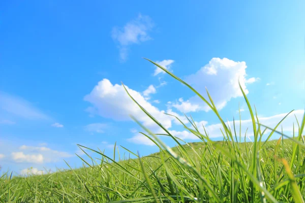 Grüne Grashügel unter der Mittagssonne — Stockfoto