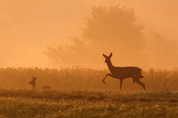 stock image Deers in nature