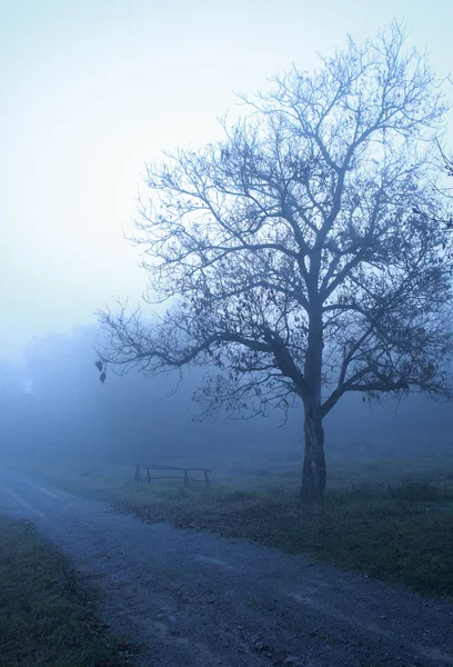Mañana azulada con árbol en niebla — Foto de Stock
