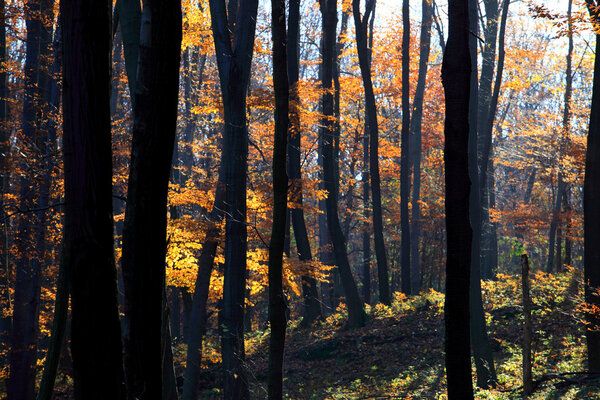 Dense forest in autumn with backlit