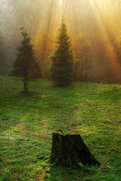 Las z belką — Zdjęcie stockowe