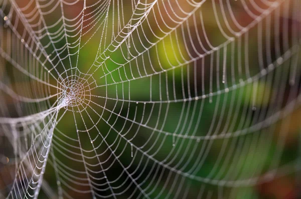 Spider web — Stock Photo, Image