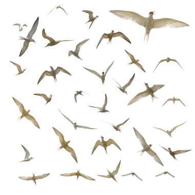 Many seagulls isolated clipart