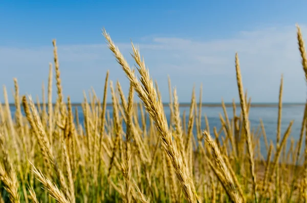 stock image Tall grass on a sea shore