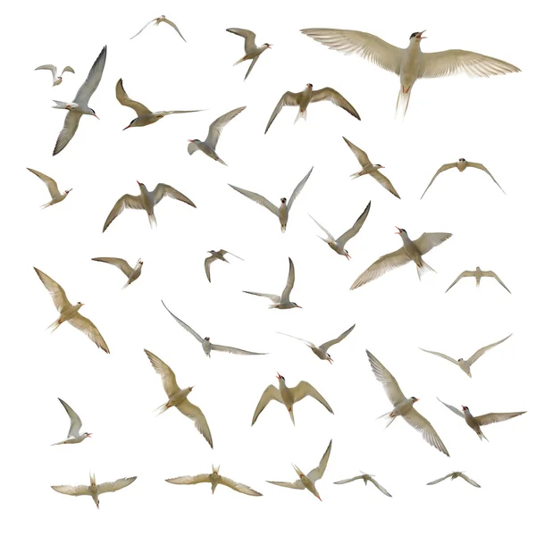 Many seagulls isolated — Stock Photo, Image