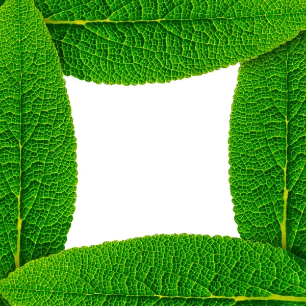 stock image Frame made of green leaves