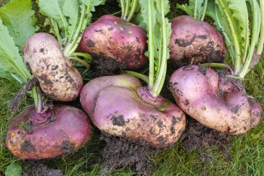 Bunch of freshly picked turnips on green clipart