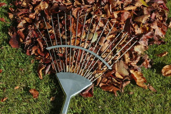 Rake and autumn leaves heap on grass lawn — Stock Photo, Image