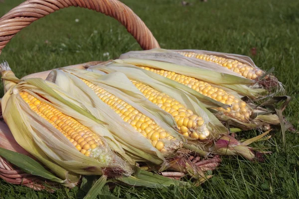 Ripe corn cob frshly picked up closeup — Stock Photo, Image
