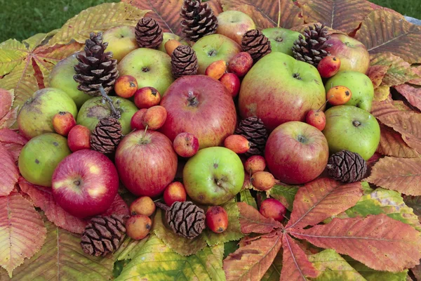 Sonbahar yaprakları taze yeşil kırmızı elmalar çeşitli — Stok fotoğraf