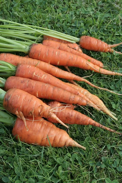 Fresh ripe carrots bunch on garden table — Stock Photo, Image