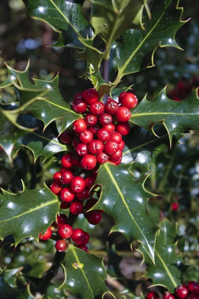 Holly plant branch with ripe red berries in autumn — Stock Photo, Image