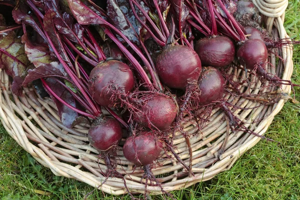 Frisch gepflücktes Rote-Bete-Gemüse — Stockfoto