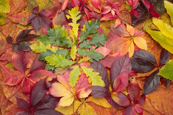 Hromadu barevné podzimní listí pozadí — Stock fotografie