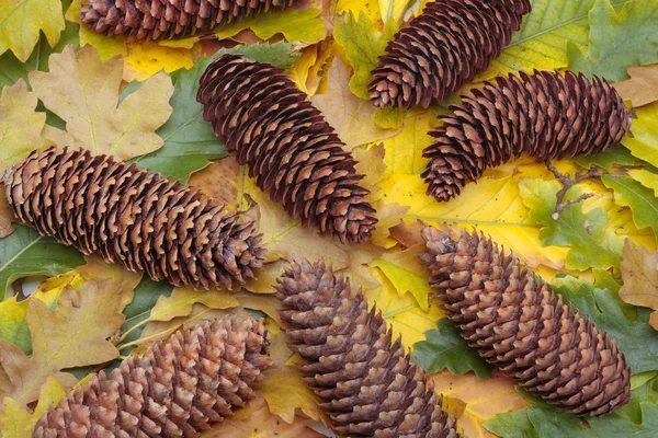 Πολύχρωμα φύλλα του φθινοπώρου και pinecones — Φωτογραφία Αρχείου