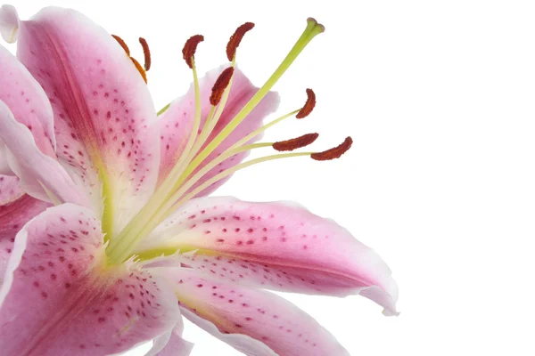 Giglio rosa fiore dettaglio fioritura su bianco — Foto Stock