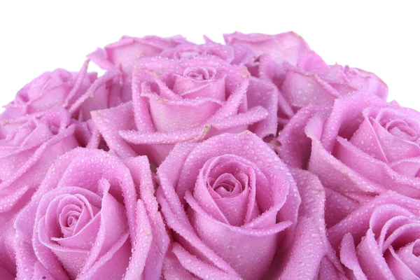 束粉色玫瑰在白色背景 — 图库照片