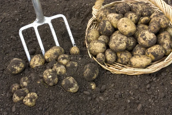 土豆挖出地面 — 图库照片