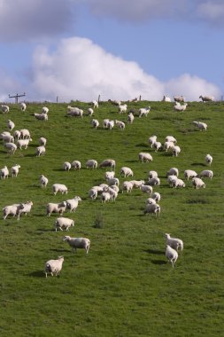 Sheep and lamb grazing clipart