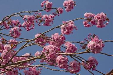 pembe kiraz çiçeği ağaç bahar