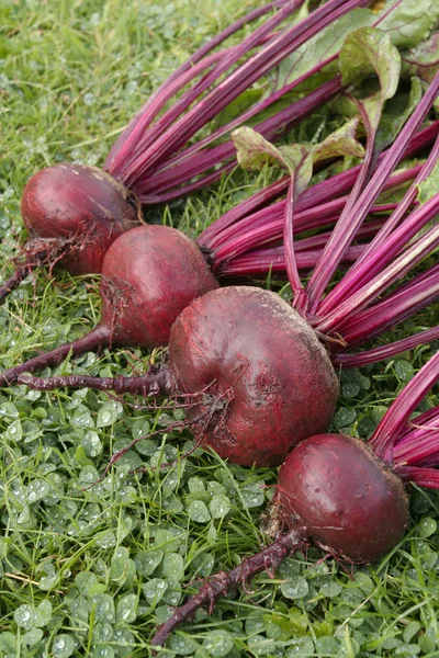 Freshly picked beetroot vegetables — Stock Photo, Image
